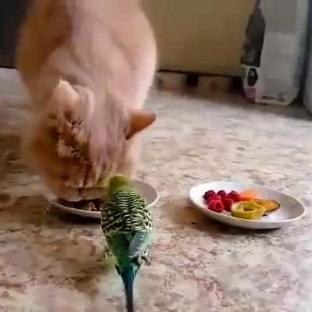 (فیلم) غذا خوردن عاشقانه یک گربه و طوطی از یک بشقاب