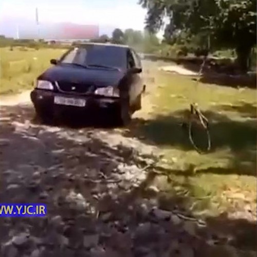 (فیلم) گوسفندی که پشت فرمان نشست