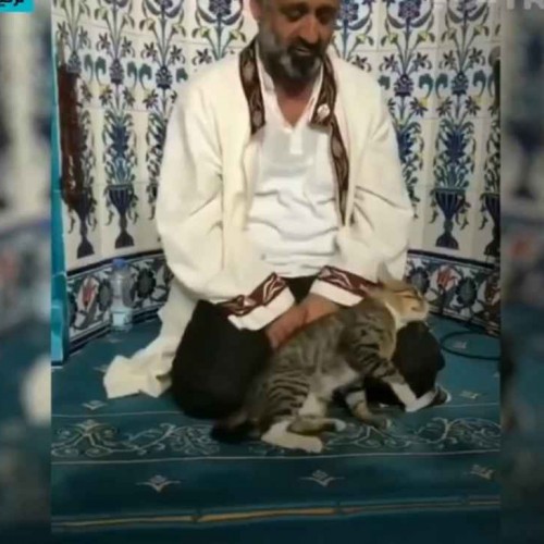 (فیلم)  گربه‌ای که با امام جماعت در حال تلاوت قرآن بازی می‌کند!