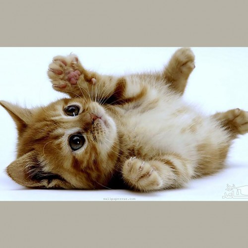 (فیلم) گربه‌ای که برای نجات بچه‌اش از یک شهروند کمک خواست