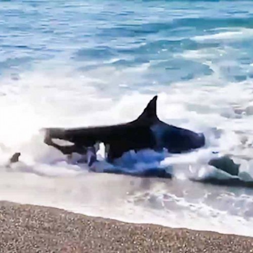 (فیلم) هجوم نهنگ گرسنه به ساحل، برای شکار حرفه‌ای