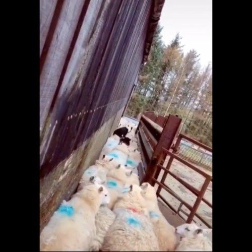 (فیلم) حل مشکل ترافیک گوسفندان به دست سگ گله