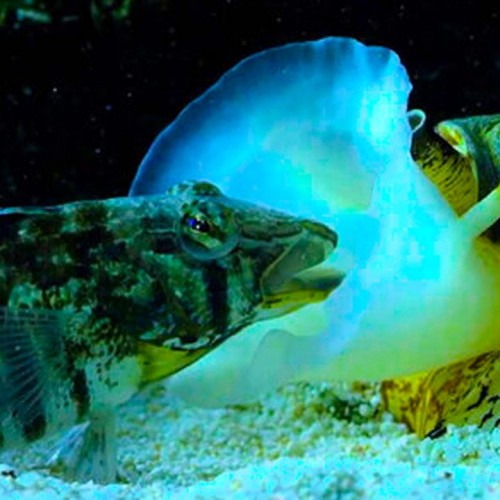 (فیلم) حمله عجیب حلزون به یک ماهی در اعماق اقیانوس