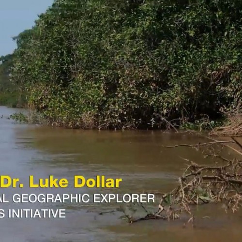 (فیلم) حمله باورنکردنی و وحشتناک جگوار به تمساح