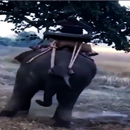(فیلم) حمله ببر خشمگین به زن فیل سوار