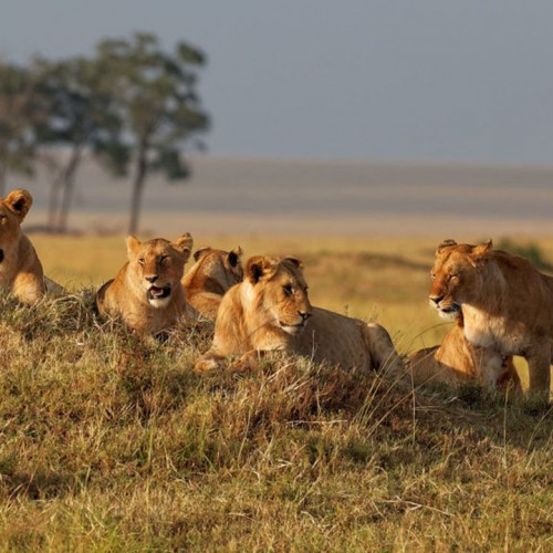 (فیلم) حمله دسته جمعی شیرهای گرسنه به یک کفتار