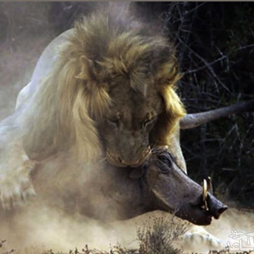 (فیلم) حمله یک گله شیر به پناهگاه گرازها