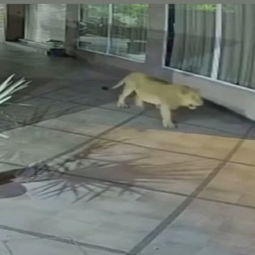 (فیلم) حمله یک شیر آسیایی به هتلی در هند