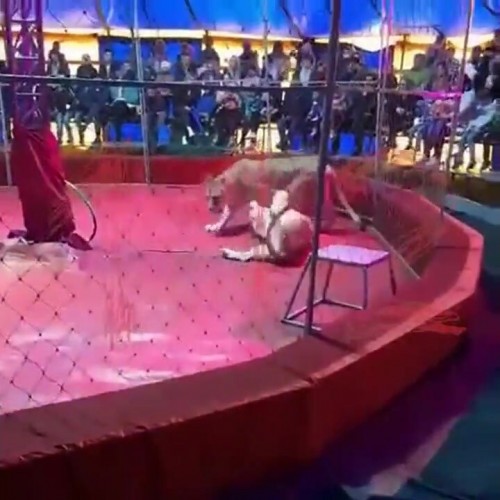 (فیلم) حمله یک شیر به مسئول آموزش در سیرک