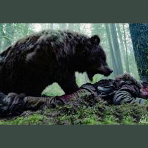(فیلم) حمله خوفناک خرس سیاه به یک شکارچی