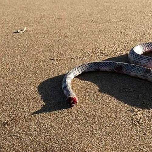 (فیلم) حمله مار بی سر به مرد رهگذر