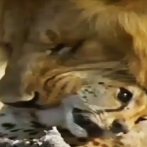 (فیلم) حمله میخکوب کننده ۲ شیر به یک یوز‌پلنگ