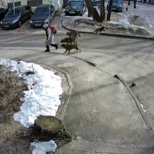 (فیلم) حمله سگ‌های ولگرد به یک دختر مدرسه‌ای در خیابان