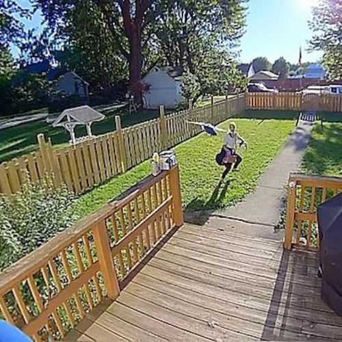 (فیلم) حمله وحشتناک کلاغ به همسایه‌ها