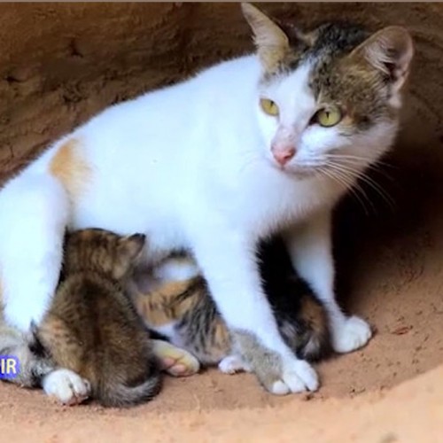 (فیلم) حمله وحشتناک مار آناکوندا به گربه و بچه‌هایش