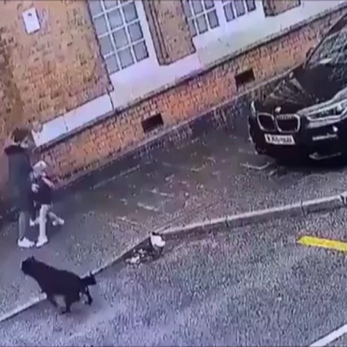 (فیلم) حمله وحشتناک سگ ولگرد به یک زن و دو کودک