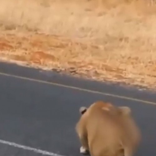 (فیلم) حمله زیرکانه شیر به یک گراز