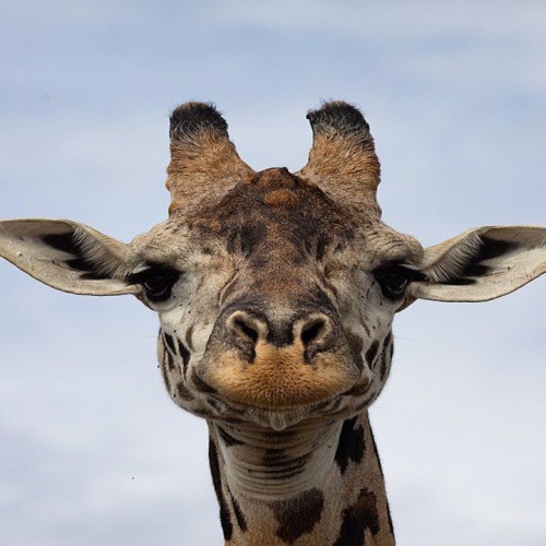 (فیلم) حمله زرافه خشمگین به خودروی گردشگران