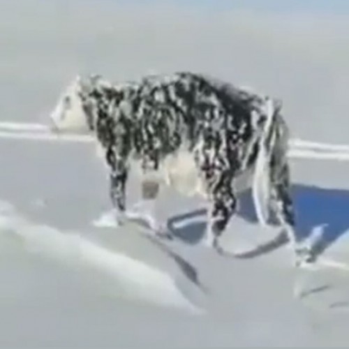 (فیلم) یخ زدن یک گاو در سرمای کشنده قزاقستان