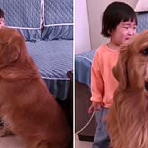 فیلم جالب از مراقبت سگ از کودک در برابر خشم مادر کودک!