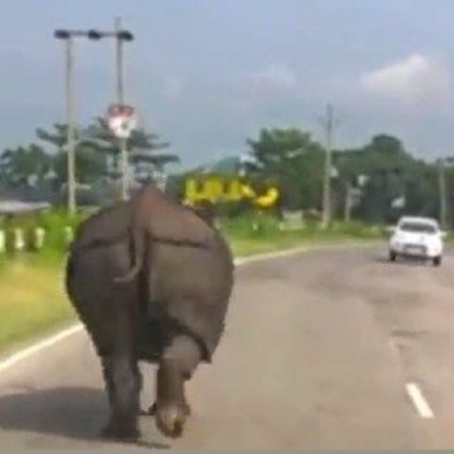 (فیلم) جولان کرگدن در جاده‌های هند