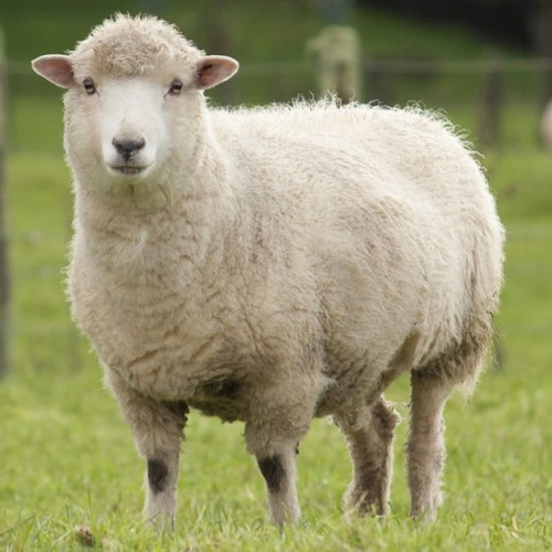 (فیلم) خنگ بازی خنده دار گوسفند