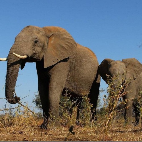 (فیلم) خوشحالی فیل‌ها از دیدن مربی خود