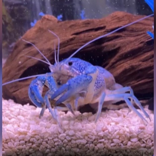 (فیلم) خوشحالی یک خرچنگ قبل از غذا خوردن