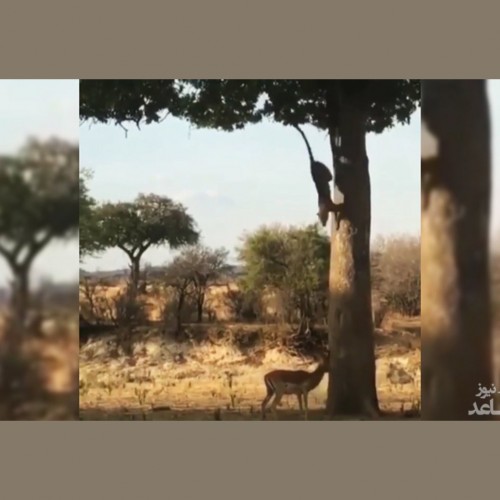 (فیلم) کمین دیدنی پلنگ از روی درخت برای شکار ایمپالا