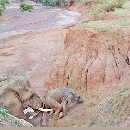 (فیلم) کمک فیل به بچه‌اش برای عبور از مسیر شیب دار