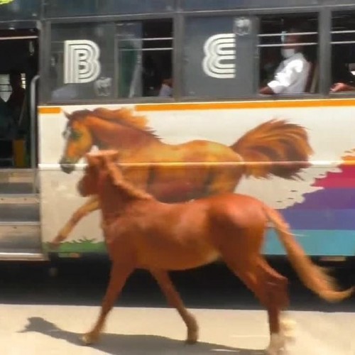 (فیلم) کره اسبی که عکس روی اتوبوس را با مادرش اشتباه گرفت!