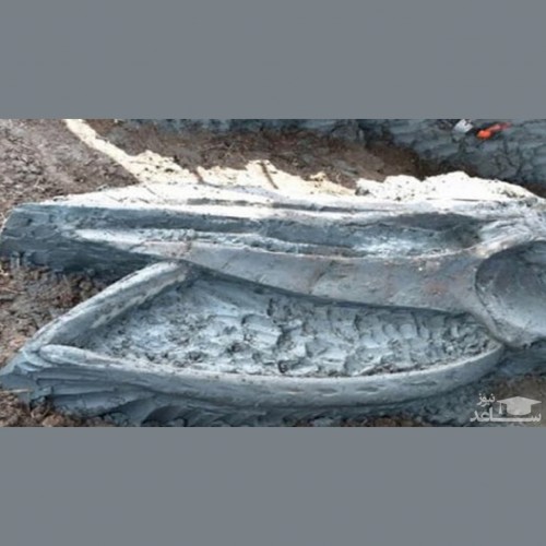 (فیلم) کشف فسیل سالم پنج هزار ساله نهنگ