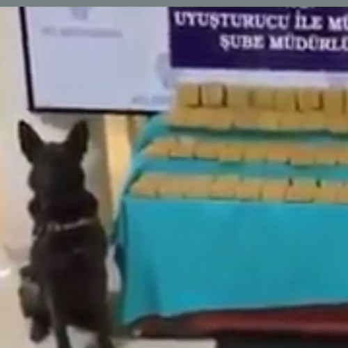 (فیلم) کشف میلیارد‌ها دلار پول و طلا توسط سگ پلیس