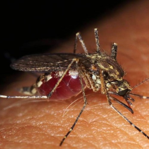 (فیلم) لحظه عجیب ترکیدن پشه بر اثر خوردن خون