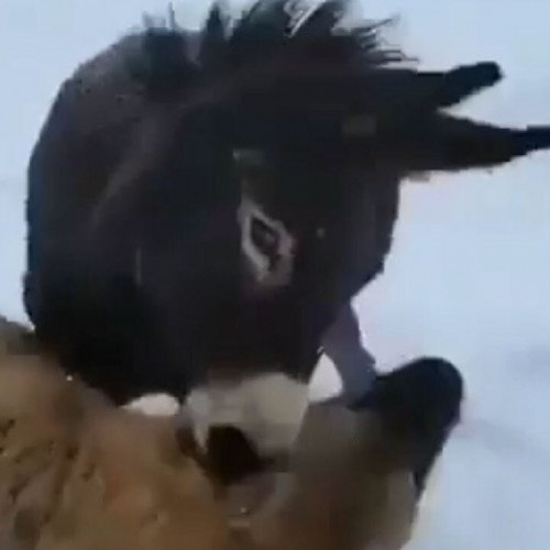 (فیلم) لحظه بازی کردن یک سگ و کره خر با هم