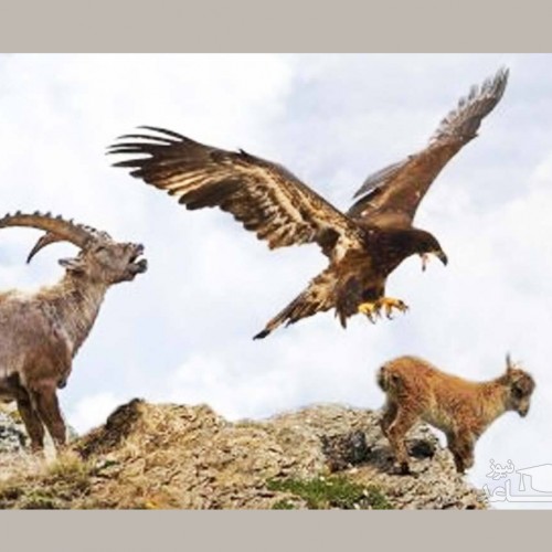 (فیلم) لحظه دیدنی پرت شدن عقاب و شکارش از کوه