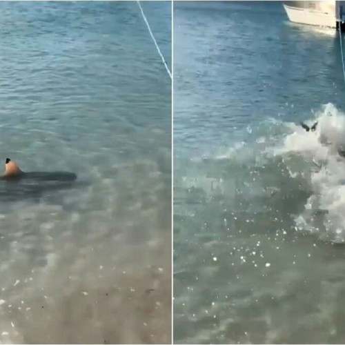 (فیلم) لحظه حمله سگ به کوسه در ساحل