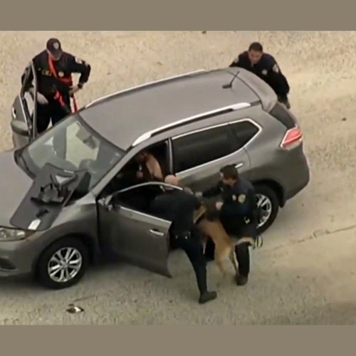 فیلم لحظه حمله سگ پلیس به دزد فراری !