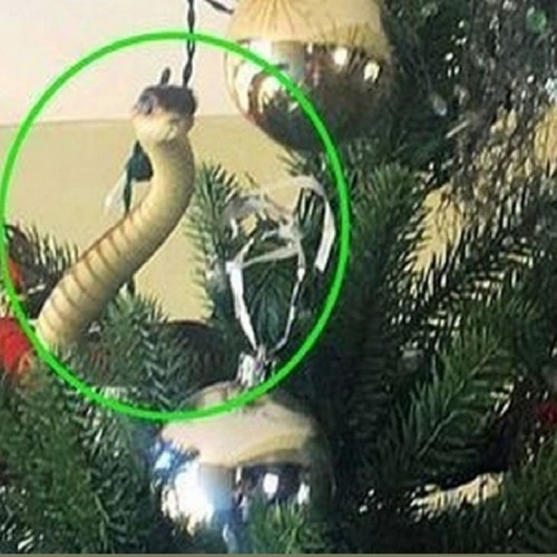 (فیلم) لحظه خارج کردن یک مار سمی از روی درخت کریسمس
