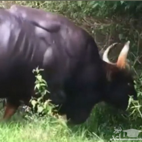 (فیلم) لحظه قدم زدن یک گاو تنومند در اطراف جنگل