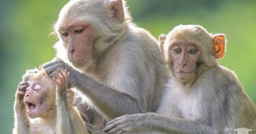 (فیلم) میمون بی رحم به بچه خود خیار نداد!