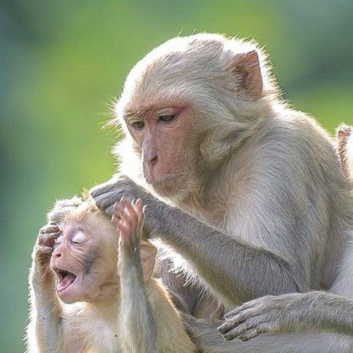 (فیلم) میمون بی رحم به بچه خود خیار نداد!