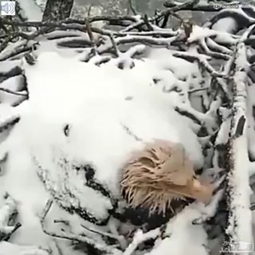 (فیلم) مراقبت عقاب مادر از تخم هایش در یک روز برفی