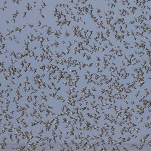(فیلم) مرگ دسته‌ جمعی پرندگان در حین پرواز