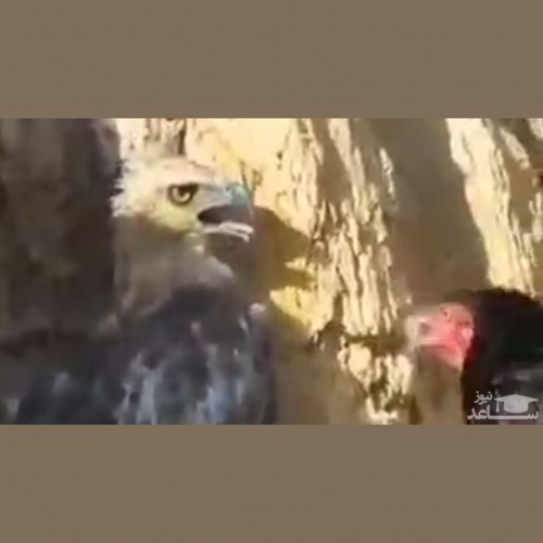فیلم نادر از درگیری شدید عقاب و مرغ