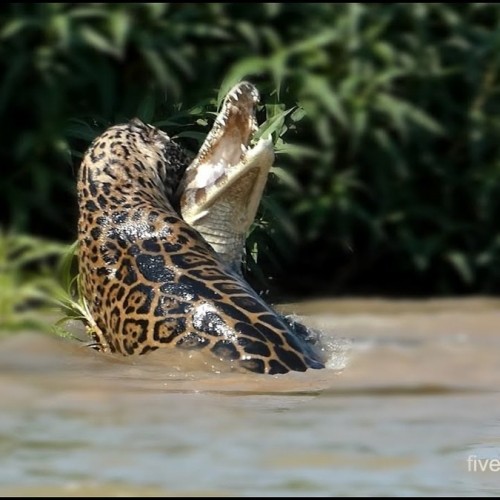 (فیلم) نبرد مهیج جگوار با تمساح کایمن