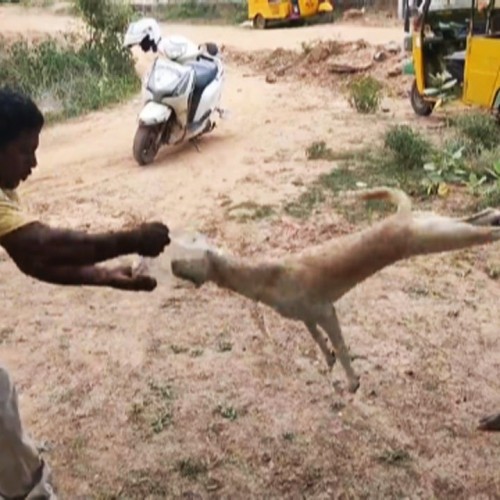 (فیلم) نجات عجیب سگ ولگرد در هند