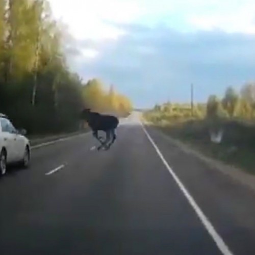 (فیلم) نجات گوزنی که وسط جاده خشکش زده بود