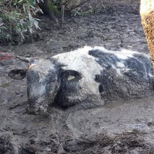 (فیلم) نجات یک گاو گرفتار در باتلاق پس از دو روز