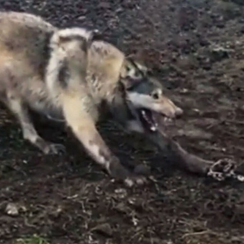 (فیلم) نجات یک گرگ به دام افتاده در تله